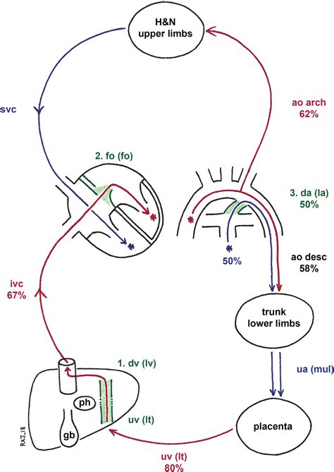 臍靜脈充氧血|胎兒血液循環(Fetal circulation)